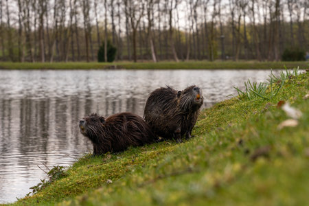 A closeup shot of coypus by the lakeの写真素材