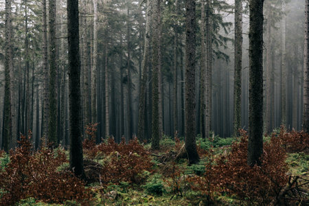 A landscape of a forest covered in greenery and fog - perfect for wallpapers and backgroundsの写真素材