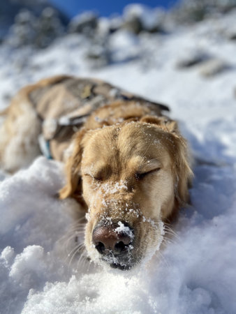 A closeup shot of a golden retriever outdoorsの写真素材