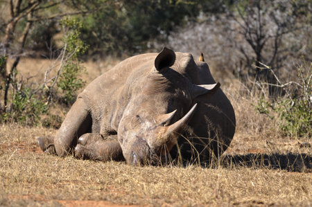 A closeup shot of a rhino lying on the ground/African wildlifeの写真素材