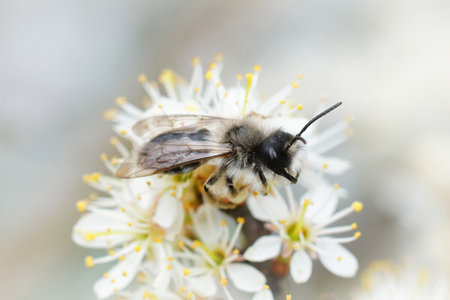 A closeup of a male gray patched mining bee sipping nectar on white flowers of blackthorn, Andrena nitida, Prunus spinosaの写真素材