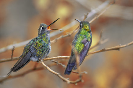 Two hummingbirds perched on a tree branchの写真素材