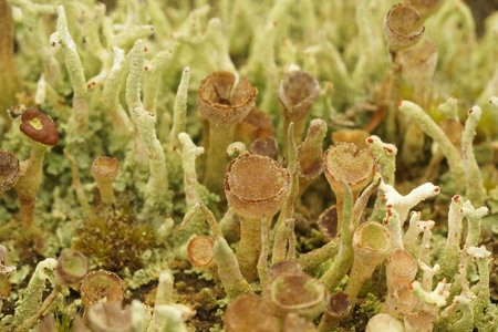 A closeup shot of a moss-like lichenの写真素材