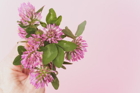 A closeup of a person holding a bouquet of red clovers against a pink backgroundの写真素材