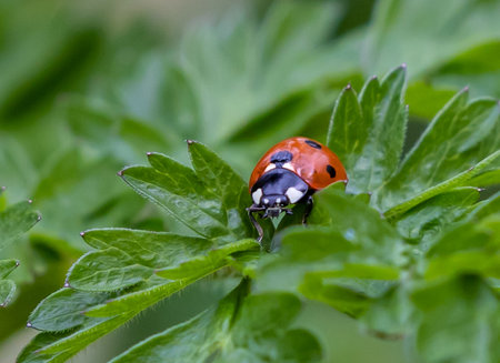 A closeup shot of a ladybug on green leaves
