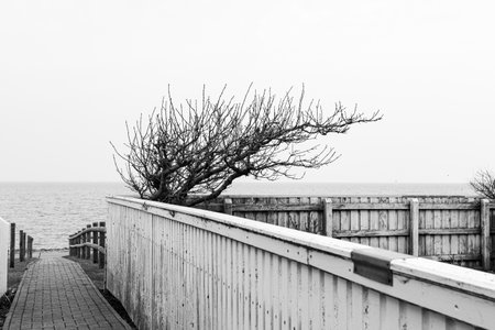 A grayscale of a leafless tree, a small paved walkway and a fence next to an ocean - dead and lonelyの写真素材