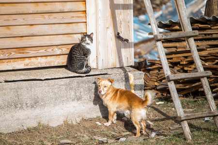 A beautiful shot of a fluffy cat and dog playing on a sunny dayの写真素材
