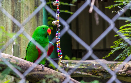 A green parrot behind a grid fenceの写真素材