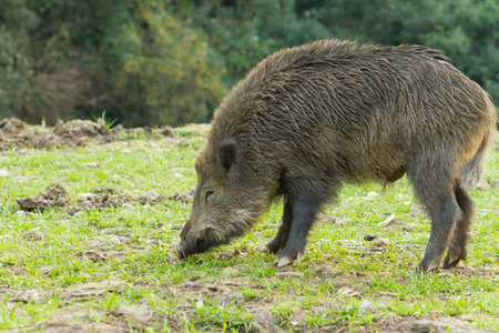 A closeup of a wild boar searching for food in wild nature, Barcelona, Spainの写真素材