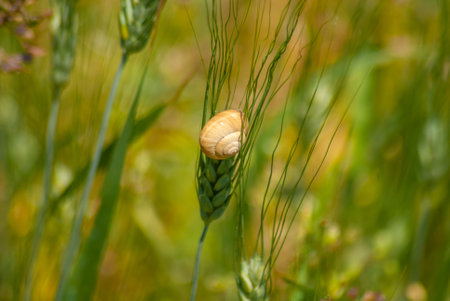 wheat fields in the sunming organic farの写真素材