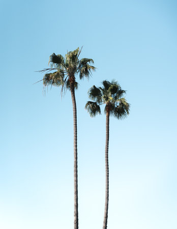 A vertical shot of palm trees under a clear blue sky on a sunny dayの写真素材