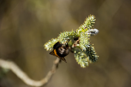 A selective focus shot of a bumblebee on a tree branchの写真素材