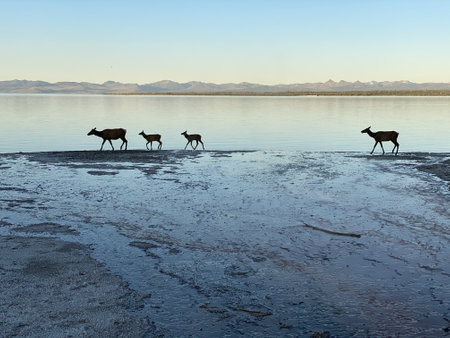 A big geyser at Yellowstone National Park with silhouettes of deers with their babies in front of itの写真素材