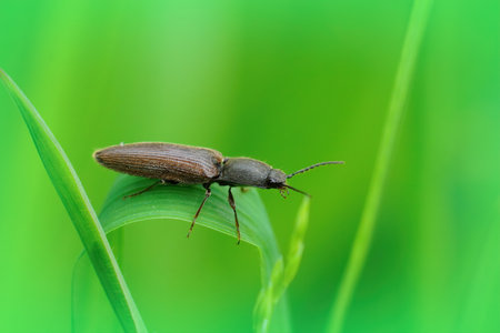 A closeup shot of the common clicking beetle, athous haemorrhoidalis, on a green leafの写真素材