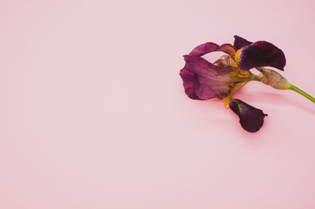 A closeup shot of purple iris flowers on a pink backgroundの写真素材