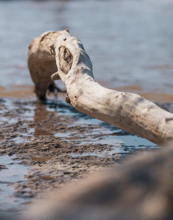 A selective focus shot of a broken thick tree branch isolated on the muddy groundの写真素材