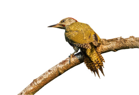Green woodpecker on birch branch isolated against white backgroundの写真素材