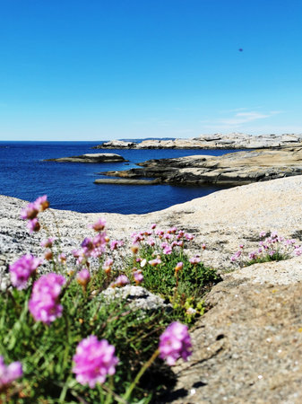 A scenic shot of a sea surrounded by stone mountains full of pink flowers in Verdens Ende, Norwayの写真素材