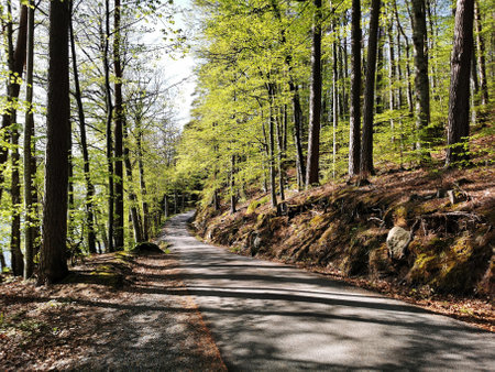 A beautiful pathway through the Bokeskogen in Larvik, Norwayの写真素材