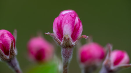 A closeup shot of tree blossomの写真素材