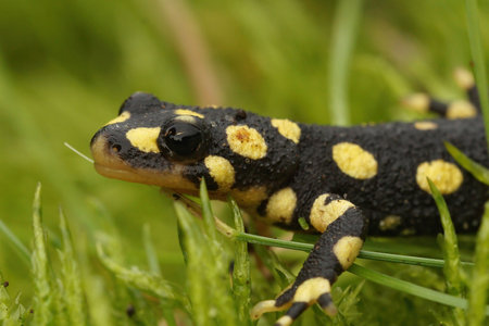 A closeup of a Neurergus crocatus crawling on the ground covered in the grassの写真素材