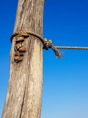 A vertical shot of wooden column with growing mushrooms and tied to ropeの写真素材