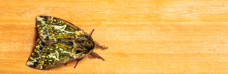 A closeup shot of a moth on a wooden surfaceの写真素材
