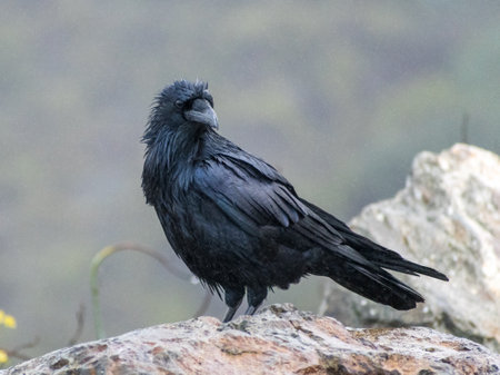 A selective focus shot of a fish crow bird perched on a rock