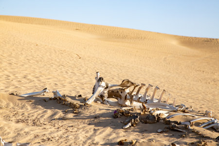 Decomposed abused legs tied camel bones in dry Arabian desert with clear skies.の写真素材
