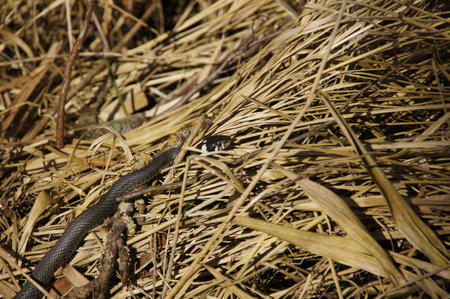 a black viper snake crawling on the yellow grassの写真素材