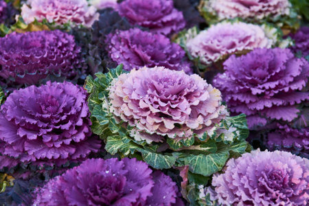 Purple and white ornamental kale close upの写真素材