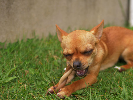 Cute little Chihuahua dog chewing on a snack medium shotの写真素材