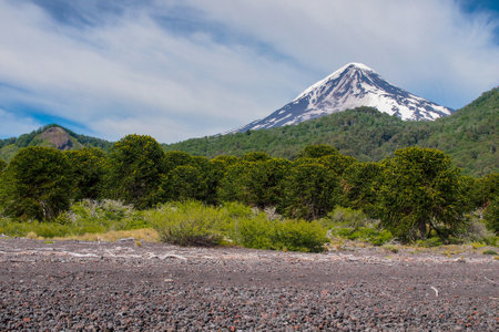 view of Lanin volcano with Araucaria trees, Lanin national park, Argentinaの写真素材