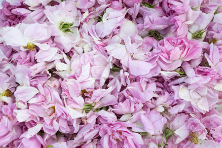 The photo was taken in the rose gardens near Karlovo. Rose festival Karlovo. Damascena rose oil is the most aromatic and delicate flower.の写真素材