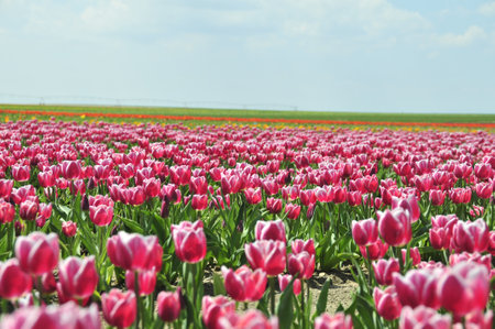 A gorgeous pink tulip field with copy space perfect for background and wallpaper, Konya, Turkeyの写真素材