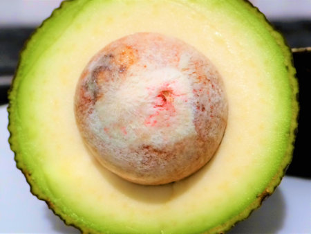 A closeup of a sliced avocado and its seedの写真素材