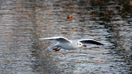 A closeup shot of a flying seagull over the water