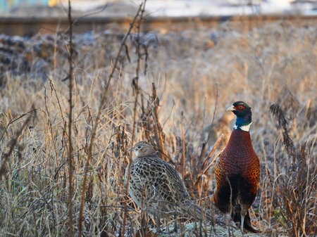 A beautiful shot of ring-necked pheasant birds on a fieldの写真素材