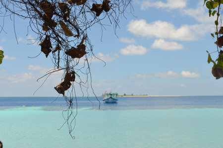 A ship sailing head-on towards the camera on a bright blue ocean with dry leaves in the foregroundの写真素材