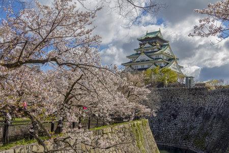 Cherry blossom trees (Sakura) and Osaka Castle (Osaka-jo), located in Chuo-ku, Osaka, Kansai region, Japan. Blue sky during Spring time