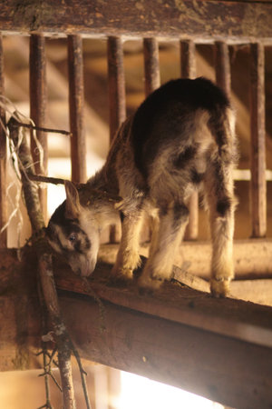 A vertical shot of a cute black and white goat in a barn