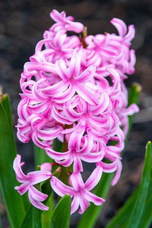 A vertical shot of pink  hyacinth in gardenの写真素材