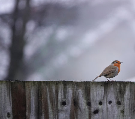 A vertical shot of a European Robin bird sitting on a wooden fenceの写真素材