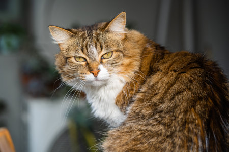 A selective focus shot of a fluffy cat in the sunlightの写真素材