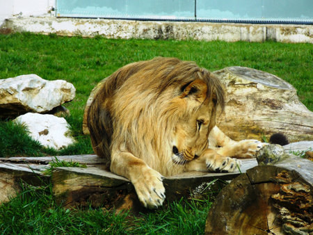 A lion lying on the ground in a zooの写真素材