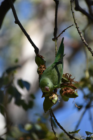 Yellow-chevroned parakeet (brotogeris chiriri), feeding on a kurrajong tree (Brachychiton populneus)...