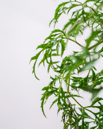 A vertical closeup shot of thin leaves on a plantの写真素材