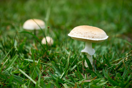 A selective focus shot of deadly poisonous white mushrooms (Amanita phalloides, death cap) growing in a forestの写真素材