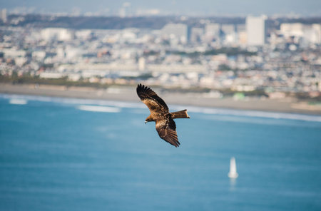 A Japanese Seahawk flying above Enoshimaの写真素材
