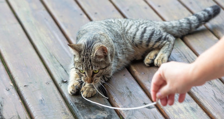 An adorable gray striped cat playing with a rope on the wooden floorの写真素材